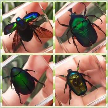 Piața Insecta Beetle Longhorn Decoratiuni Rășină Transparentă Real Specimen Acasa Accesorii de Decor pentru Camera de zi