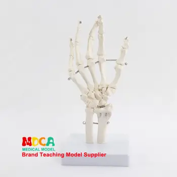 Flexibil mâna omului comun model os Deget Mână os metacarpian Schelet medicale de predare mâna Stângă comun