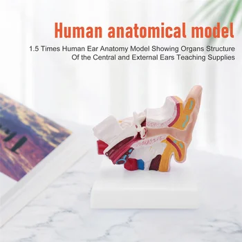 De 1,5 Ori Urechea Umană Anatomie Model Arată Organele Structura Centrală și Externe Urechi material Didactic